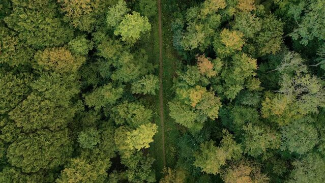 Top down aerial view of pathway in forest