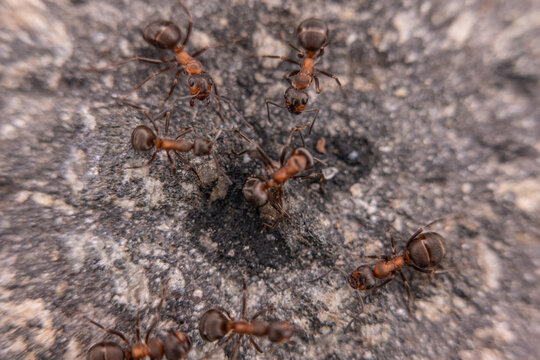 Macro photo of ants on asphalt.