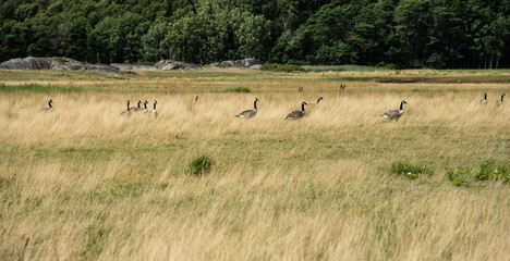Fototapeta premium Flock of canada geese in a field.