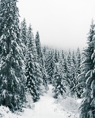 Winterwald im Hochschwarzwald