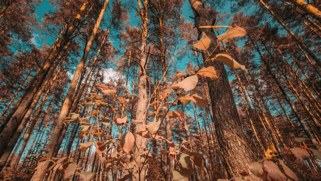 Alder Buckthorn Foliage Turn Yellow Autumn. Autumn Mood Timelapse. Frangula Alnus or Alder Buckthorn Glossy Buckthorn Or Breaking Buckthorn. Time Lapse, Time-lapse. From Summer Green To Autumn Yellow.