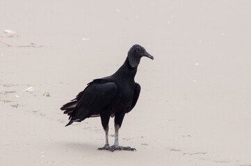 vulture on the beach