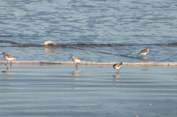 flock of seagulls on the beach