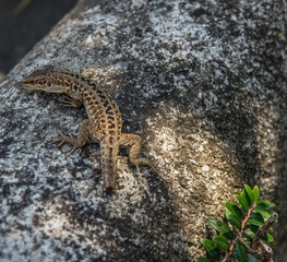lizard on a stone