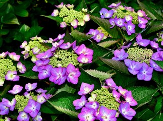 Closeup of Hydrangea 'Let's Dance Can Do' flowers in a garden