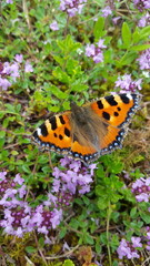 butterfly on flower