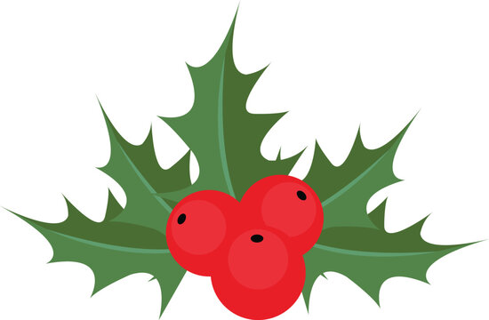 Christmas holly berry vector image