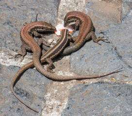 Obraz premium Geckos