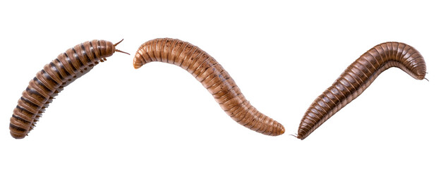Collection of earthworms. Set of worms on transparent background - obrazy, fototapety, plakaty