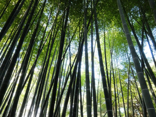 Fototapeta premium 竹林