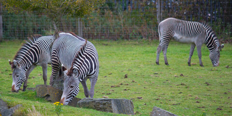 Zebras