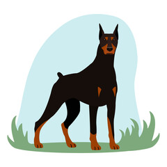 Doberman dog vector illustration. Breeding of purebred dogs. A dog on a walk.