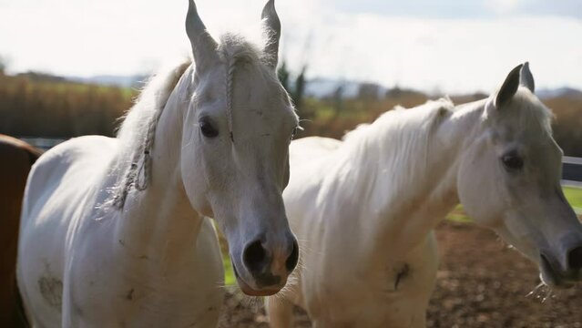 Detail of two beautiful white horses in a green and light meadow. One of the horses stares at the camera