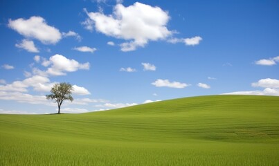 Lonely tree on green field and blue sky with white clouds.