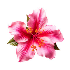 isolated illustration of red hibiscus exotic flower. Created with Generative AI