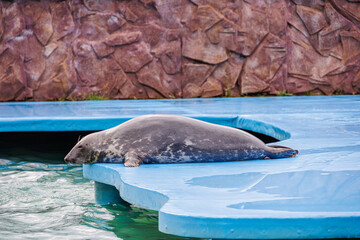 l seal sea animal in the zoo