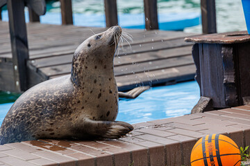 Obraz premium l seal sea animal in the zoo