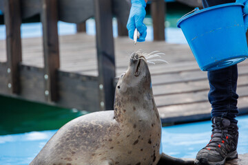 l seal sea animal in the zoo