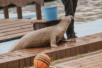 l seal sea animal in the zoo