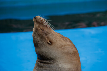 Obraz premium sea lion sea animal in the zoo