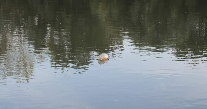 Plastic bottle flowing down a river. Trash or litter flowing on water pollution concept. Close up shot, real time, no people