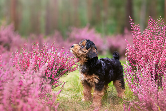 Black and brown puppy cavapoo