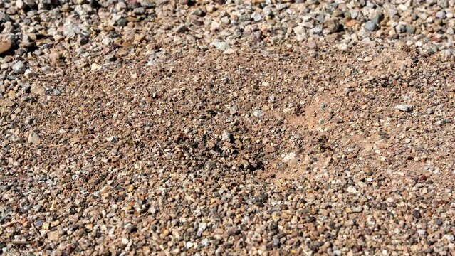 Timelapse of a busy anthill in the desert with ant crawling in and out. High quality 4k footage