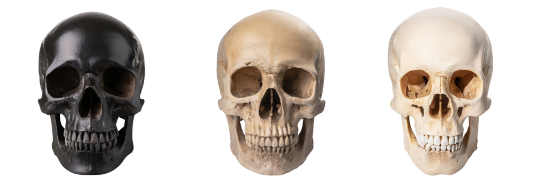 Set of realistic human skulls, isolated on a transparent background with a PNG cutout or clipping path. - Powered by Adobe