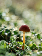 Pequeña Seta Roja en el Bosque: Belleza Natural y Detalle