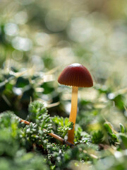 Seta marrón en medio del campo con plantas verdes