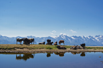 Cows in the snowy mountains
