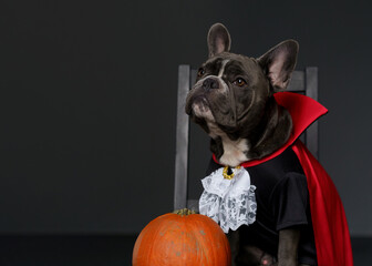 Cute Grey French Bulldog Dressed as Dracula sitting with pumpkin a Studio with dark background. Festive Halloween concept - 667053265