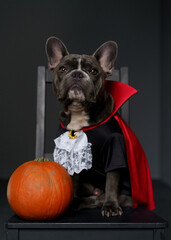 Cute Grey French Bulldog Dressed as Dracula sitting with pumpkin a Studio with dark background. Festive Halloween concept - 667053272