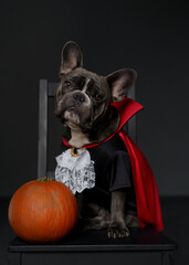 Cute Grey French Bulldog Dressed as Dracula sitting with pumpkin a Studio with dark background. Festive Halloween concept - 667053292
