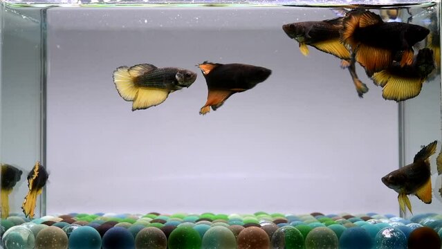 Betta fish group of Female Black Mustard HM long tail from Thailand, Siamese fighting fish on isolated Grey background.