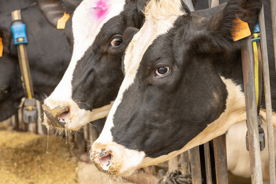 Dairy cow side profile