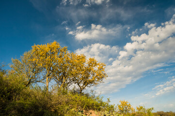 Chañar tree in Calden forest, bloomed in spring,La Pampa,Argentina