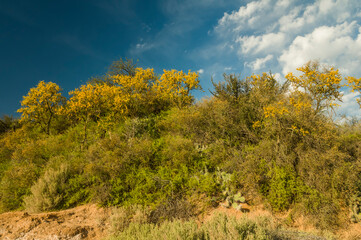 Chañar tree in Calden forest, bloomed in spring,La Pampa,Argentina
