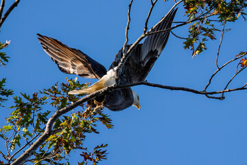 Bald Eagle takeoff