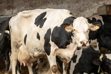 A holstein dairy cow on a dairy farm 2