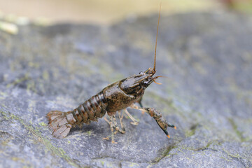 Crayfish (latin name is Faxonius limosus), native to America, invasive and alien species in Europe.