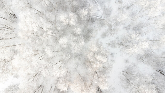 beautiful winter background - aerial top view of snowy winter forest in Estonia
