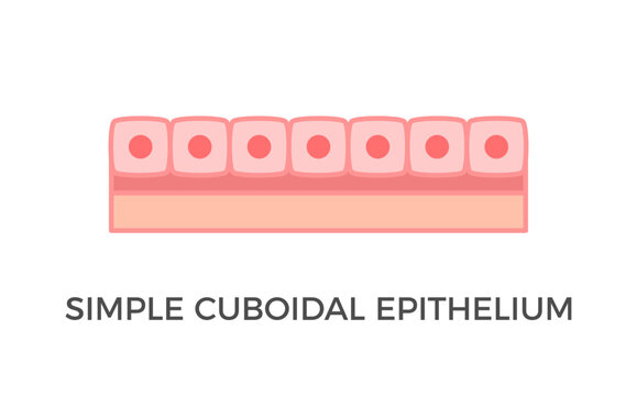 Simple cuboidal epithelium. Epithelial tissue types. A single layer of cube-like cells that provide protection and may be active or passive depending on the location. Medical illustration. Vector.
