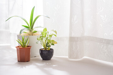 窓際で育てる観葉植物