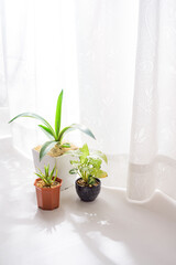 窓際で育てる観葉植物