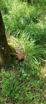 cepes 