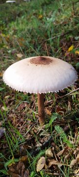 champignon