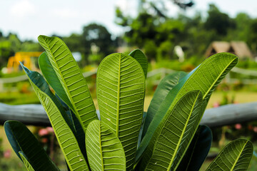 Frangipani, Plumeria Rubra, leaves are a glossy dark green, long and oval