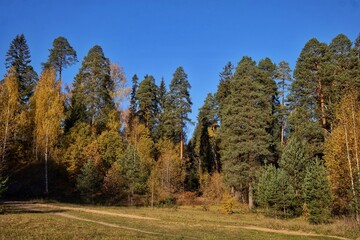 Picturesque view of the autumn forest on a sunny day