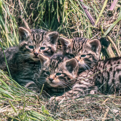 Scottish Wildcat Kitten in Grass